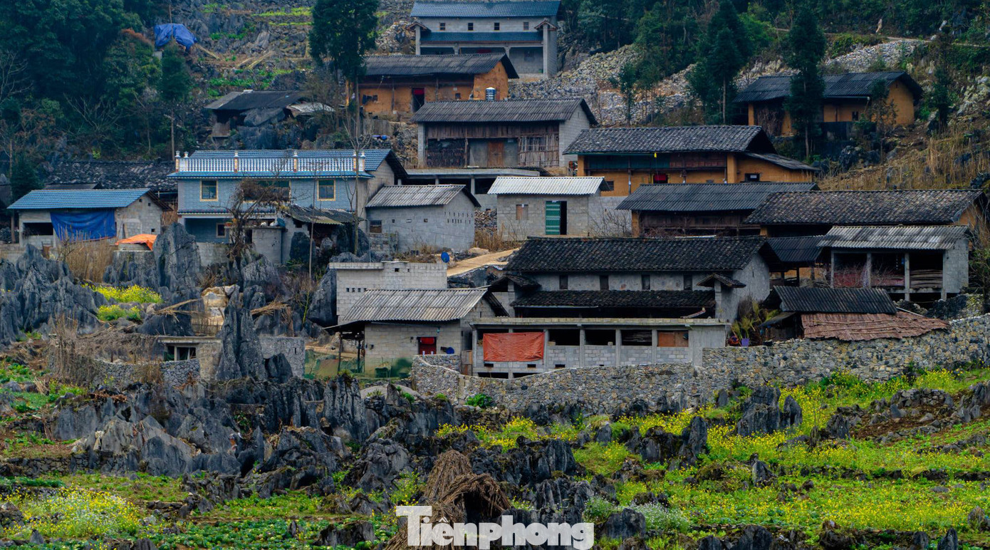 Hoa cải nhuộm vàng núi đá Hà Giang ảnh 3