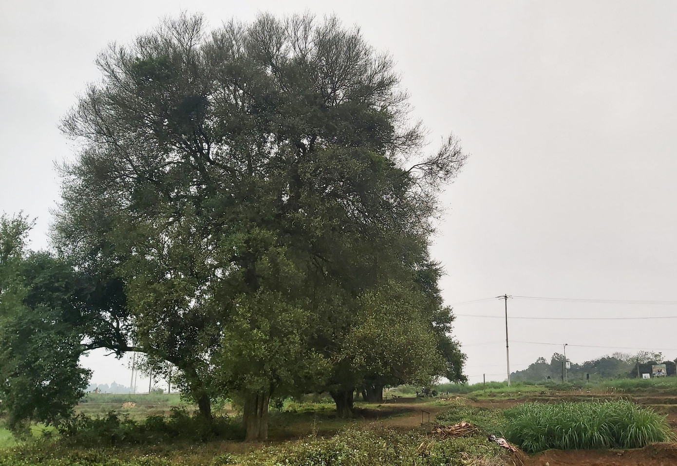 Ngắm rặng duối cổ hơn ngàn năm tuổi tương truyền để buộc voi, ngựa chiến của vua Ngô Quyền ảnh 1