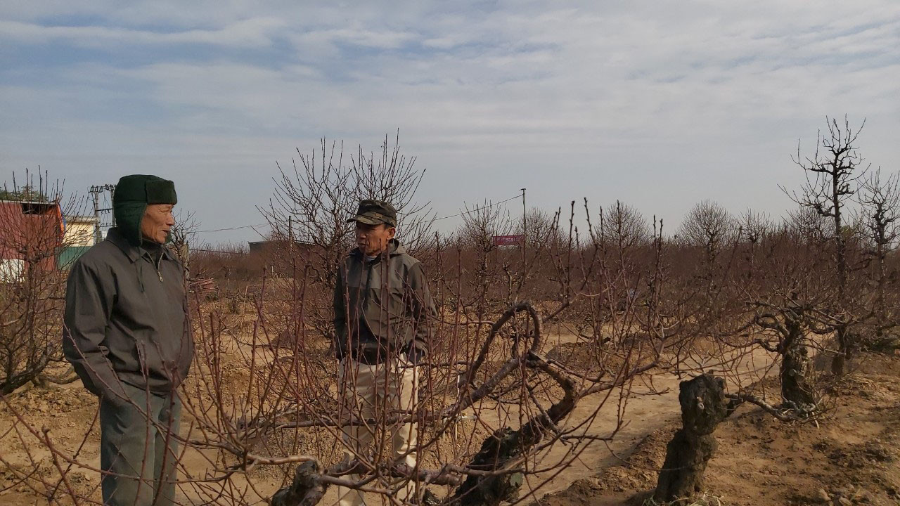 Đào cổ Nhật Tân đã được cho thuê hàng chục triệu đồng mỗi gốc ảnh 7