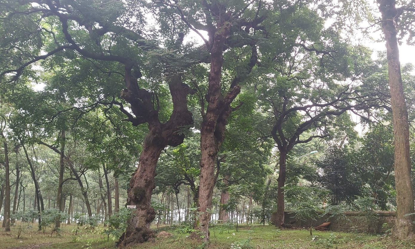 Khám phá rừng lim độc đáo, hơn nghìn năm tuổi tại Hà Nội ảnh 2