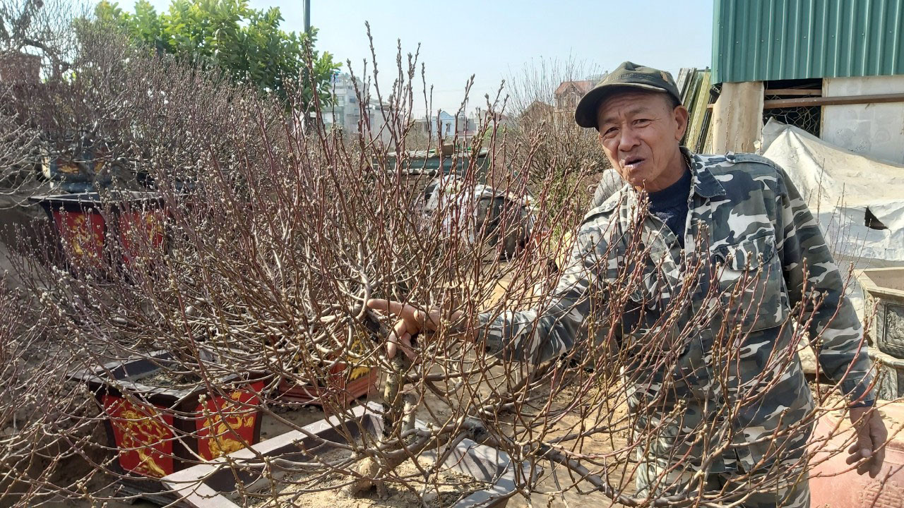 Đào cổ Nhật Tân đã được cho thuê hàng chục triệu đồng mỗi gốc ảnh 9