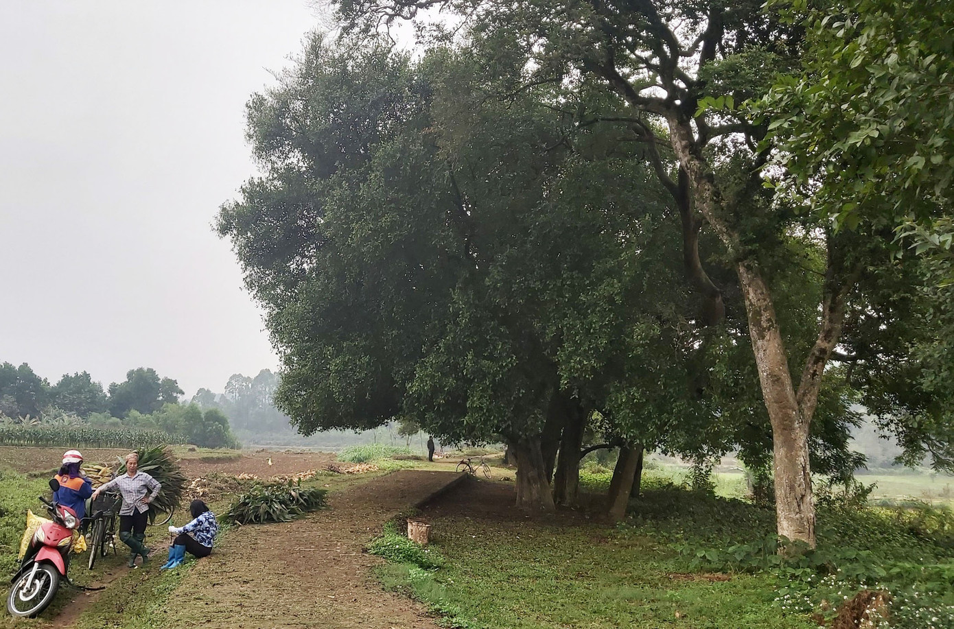 Ngắm rặng duối cổ hơn ngàn năm tuổi tương truyền để buộc voi, ngựa chiến của vua Ngô Quyền ảnh 7