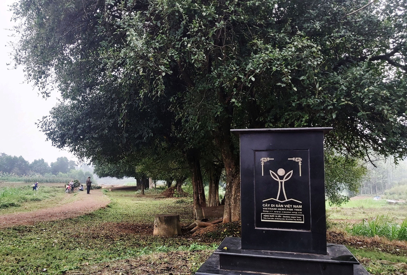 Ngắm rặng duối cổ hơn ngàn năm tuổi tương truyền để buộc voi, ngựa chiến của vua Ngô Quyền ảnh 11