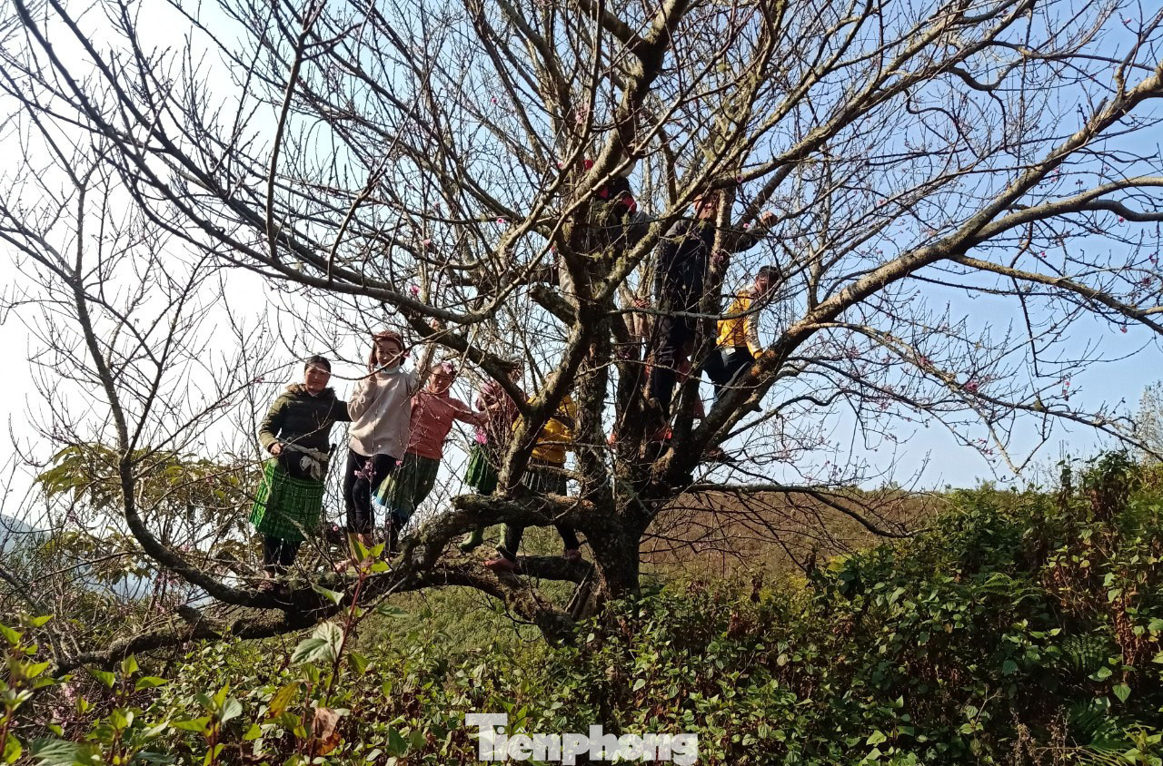 Dân buôn bỏ cuộc, người vùng cao lo mất Tết vì đào rừng khó về xuôi ảnh 2