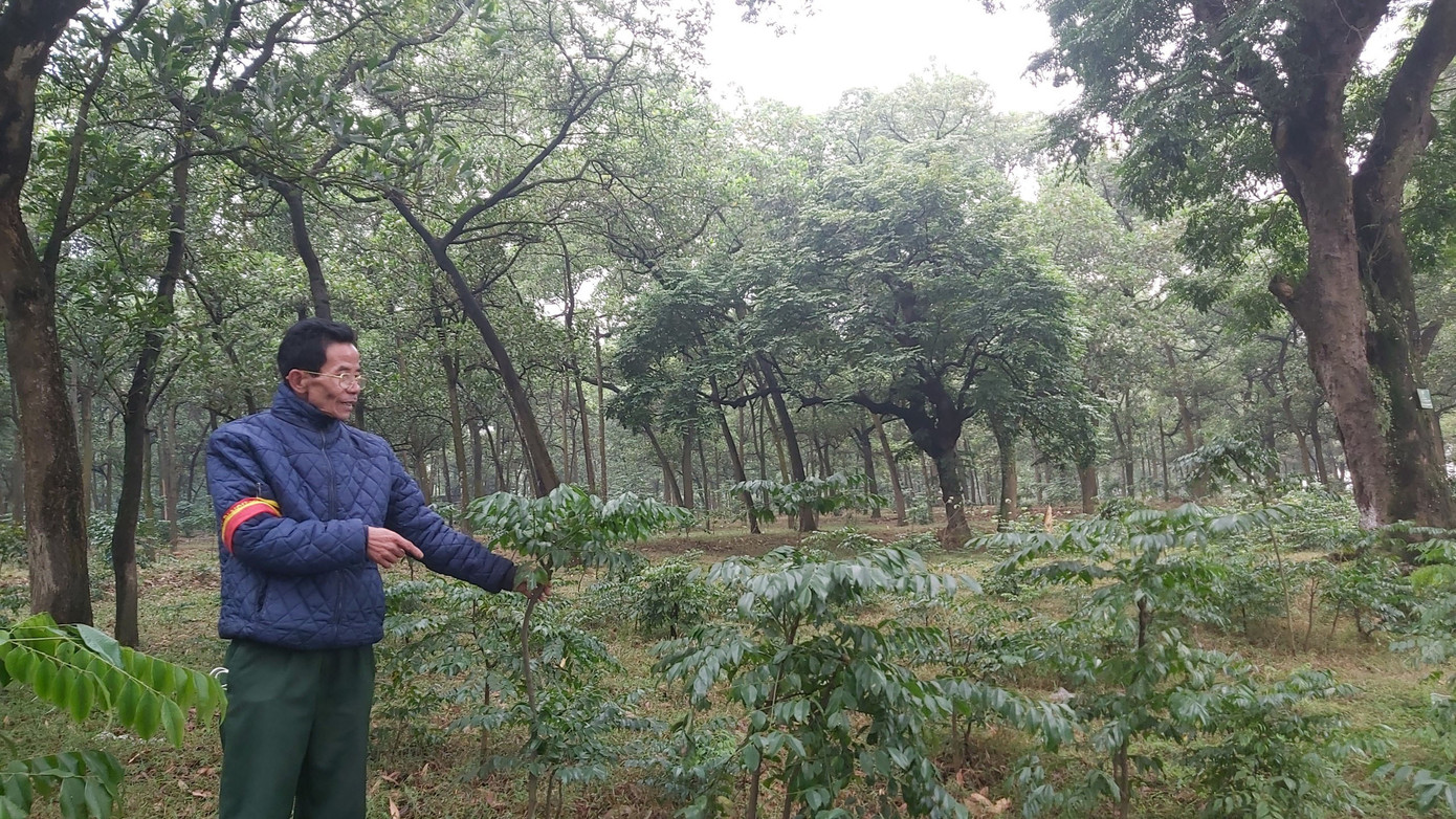 Khám phá rừng lim độc đáo, hơn nghìn năm tuổi tại Hà Nội ảnh 10