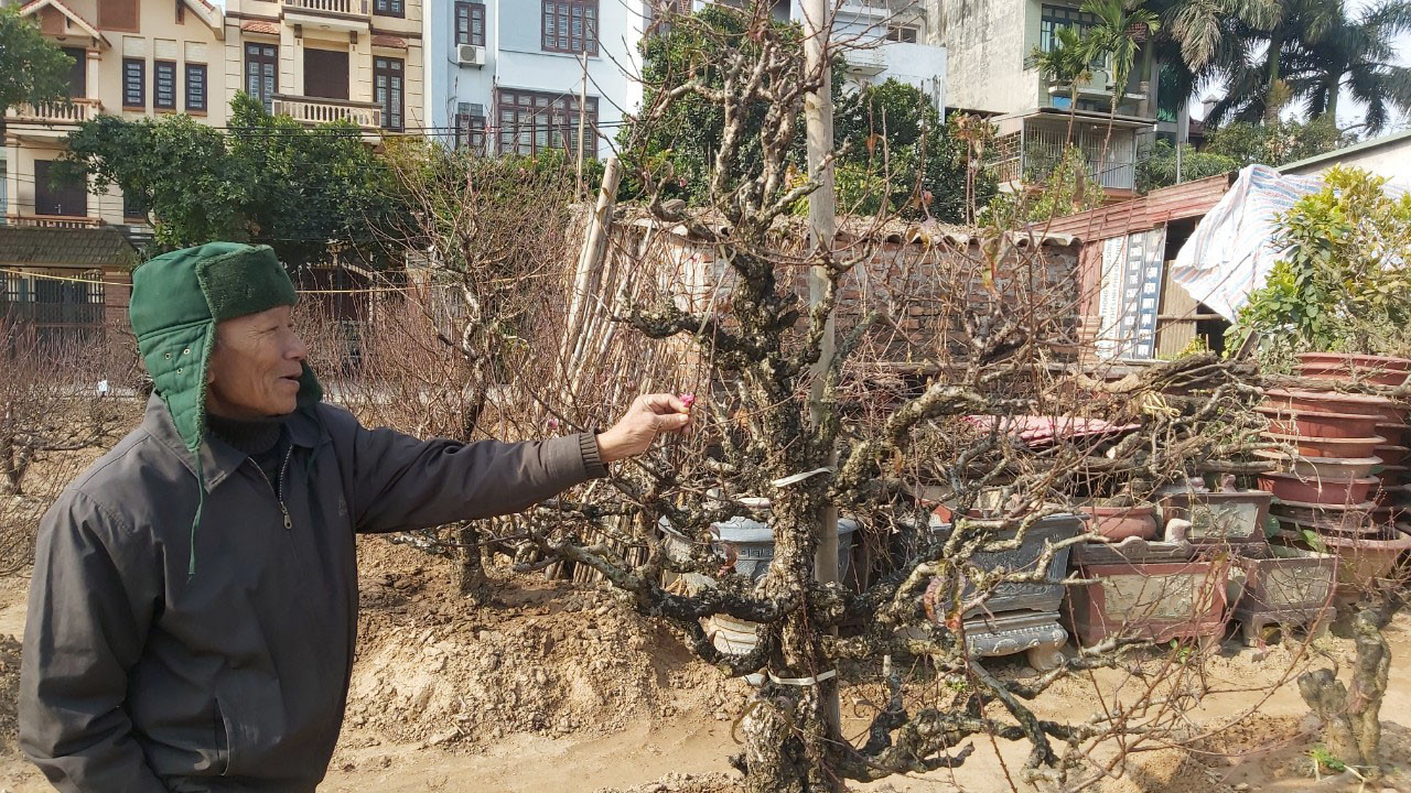 Đào cổ Nhật Tân đã được cho thuê hàng chục triệu đồng mỗi gốc ảnh 4