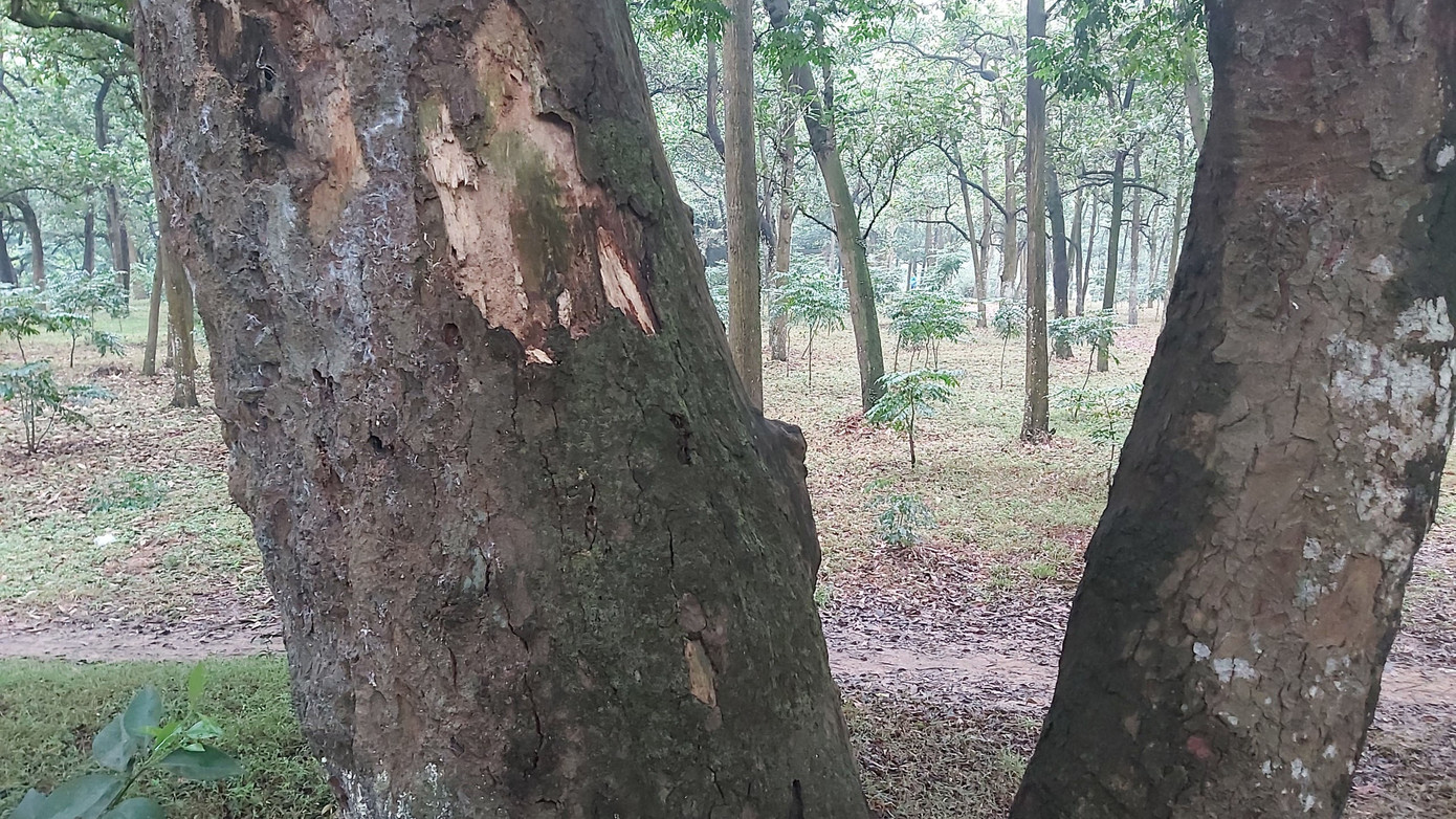 Khám phá rừng lim độc đáo, hơn nghìn năm tuổi tại Hà Nội ảnh 8
