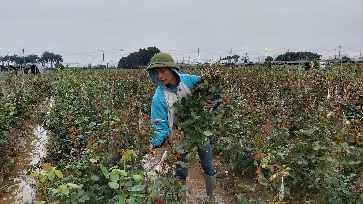 Giữa dịch Covid, làng hoa, cửa hàng hoa heo hắt trước ngày 8/3 ảnh 2