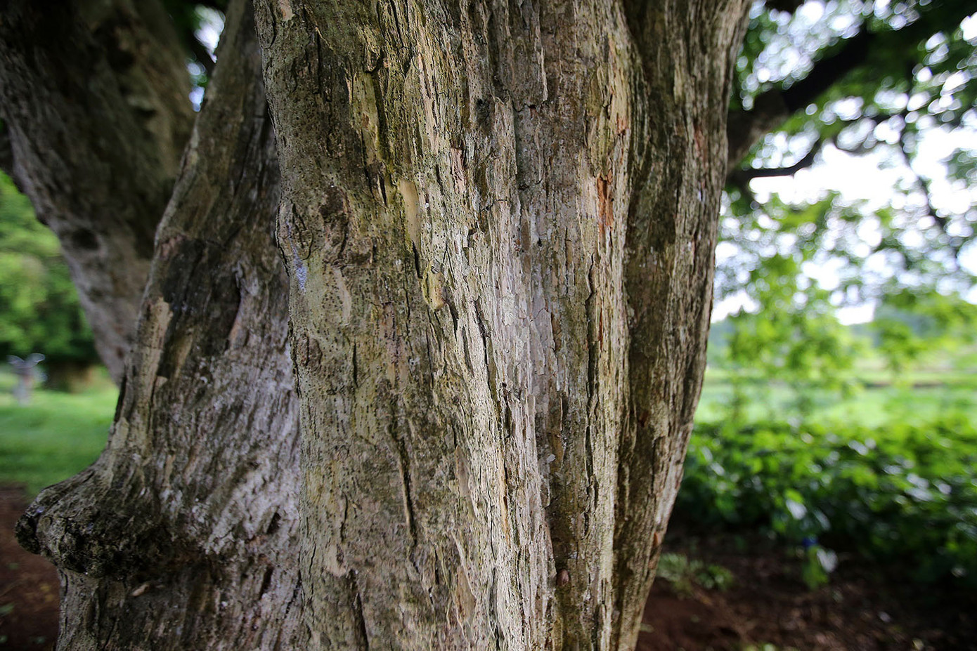 Ngắm rặng duối cổ hơn ngàn năm tuổi tương truyền để buộc voi, ngựa chiến của vua Ngô Quyền ảnh 4