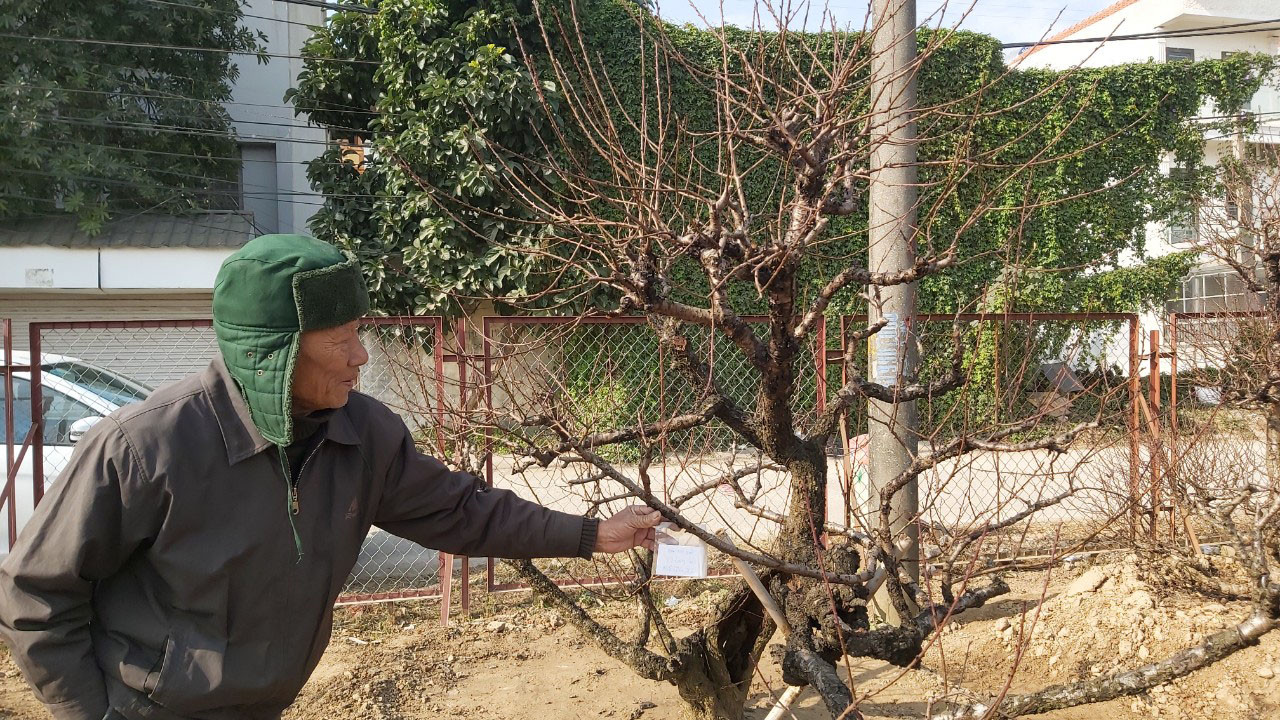 Đào cổ Nhật Tân đã được cho thuê hàng chục triệu đồng mỗi gốc ảnh 6