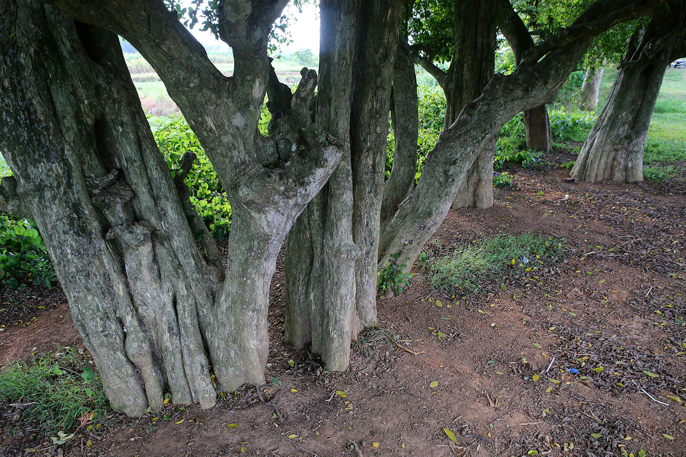 Ngắm rặng duối cổ hơn ngàn năm tuổi tương truyền để buộc voi, ngựa chiến của vua Ngô Quyền ảnh 3
