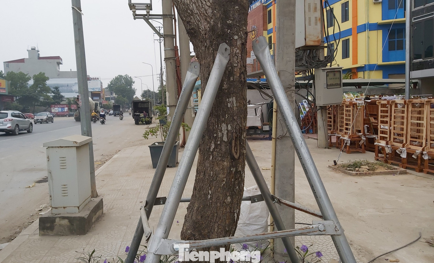 Vừa thay mới, hàng ngàn cọc chống cây xanh ngoại thành Hà Nội đã gãy đổ ảnh 3