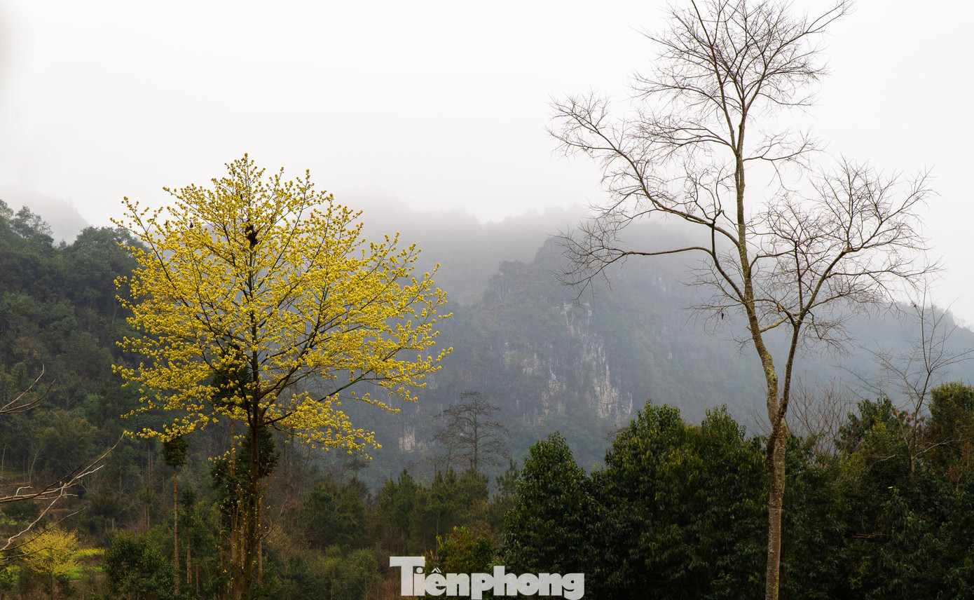 Hoa cải nhuộm vàng núi đá Hà Giang ảnh 9