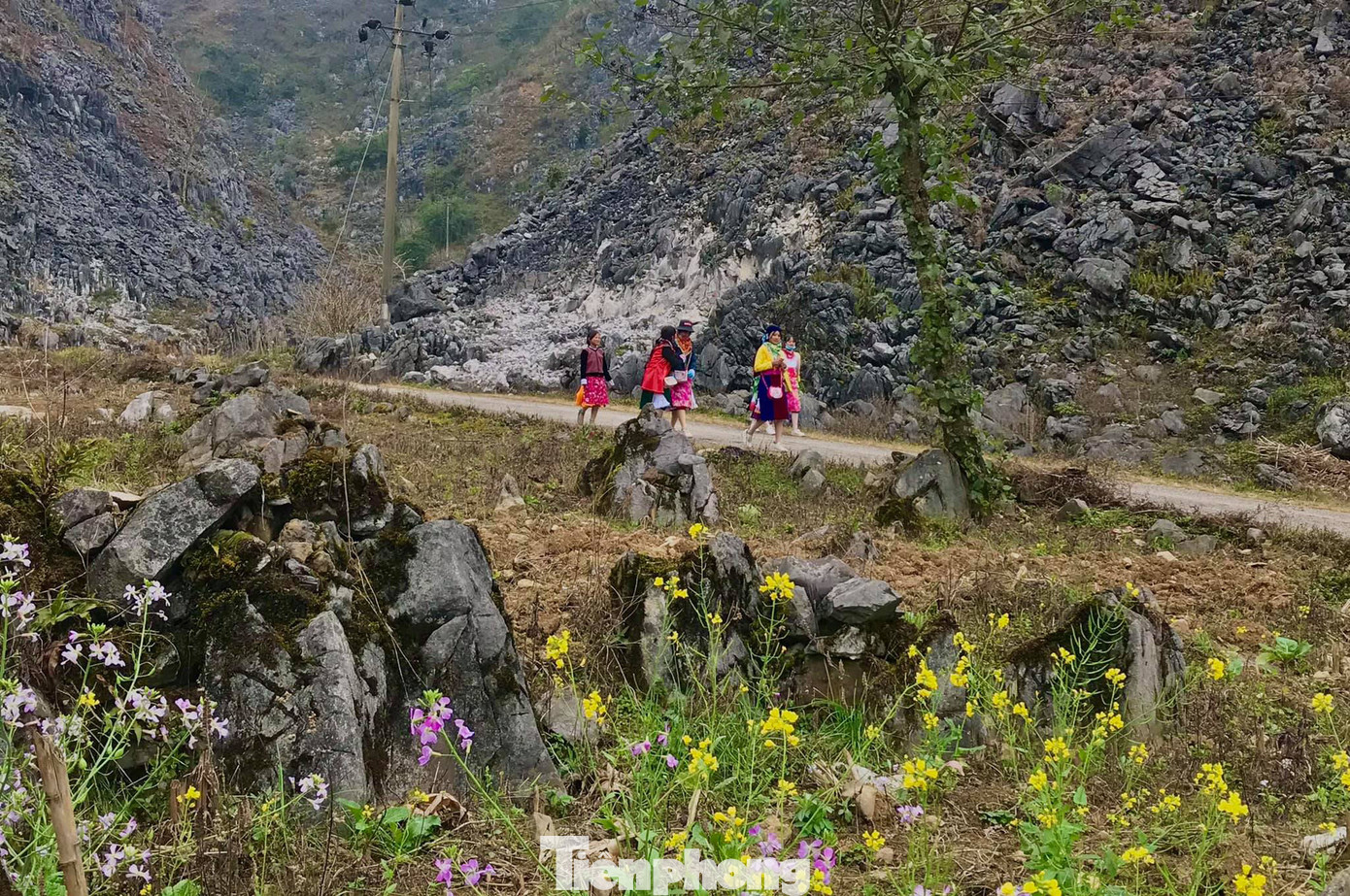 Hoa cải nhuộm vàng núi đá Hà Giang ảnh 2