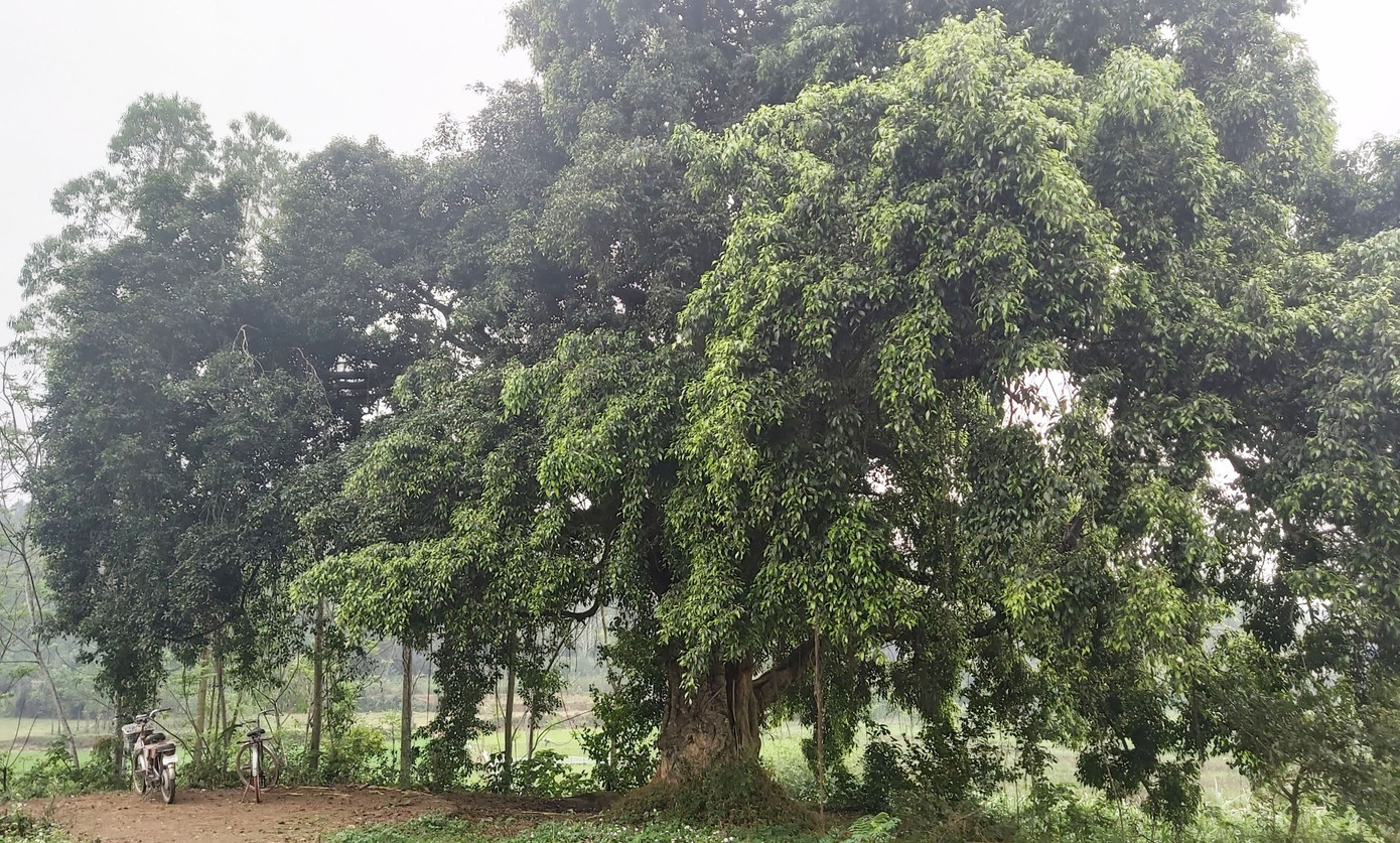 Ngắm rặng duối cổ hơn ngàn năm tuổi tương truyền để buộc voi, ngựa chiến của vua Ngô Quyền ảnh 10