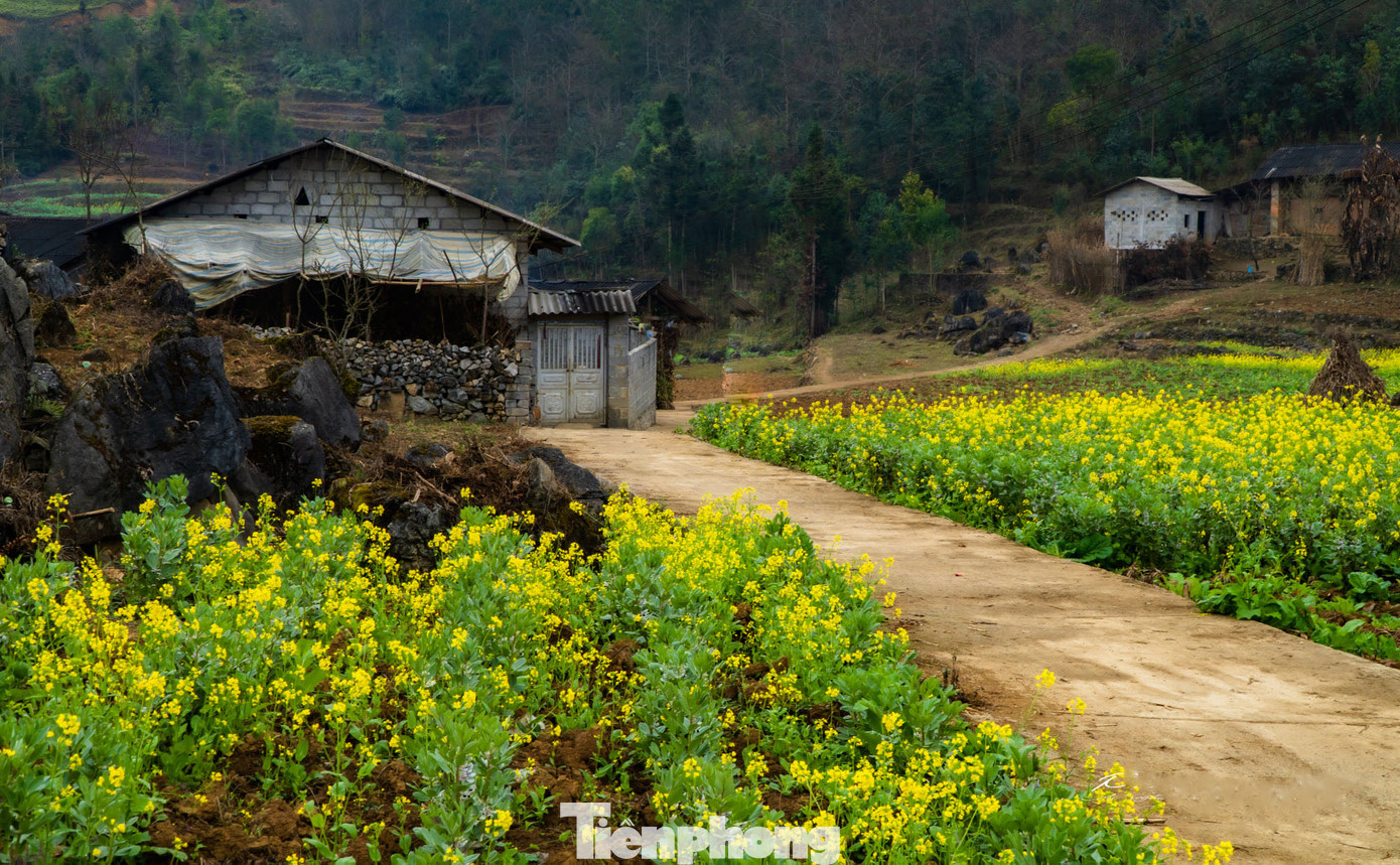Hoa cải nhuộm vàng núi đá Hà Giang ảnh 1