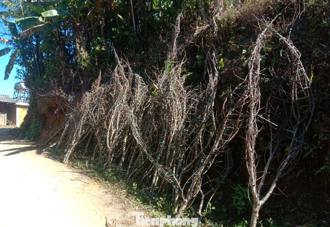 Dân buôn bỏ cuộc, người vùng cao lo mất Tết vì đào rừng khó về xuôi ảnh 1
