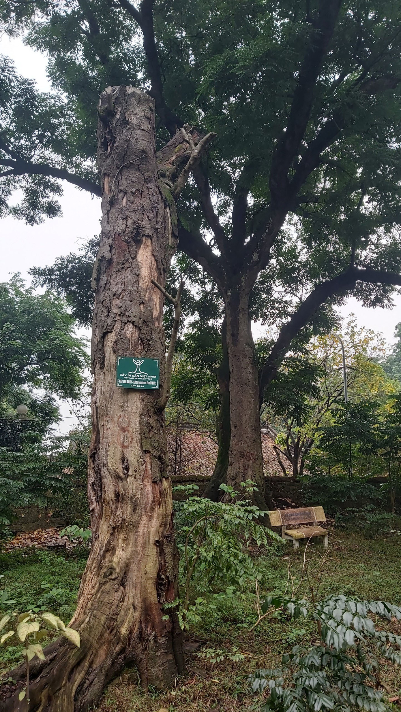 Khám phá rừng lim độc đáo, hơn nghìn năm tuổi tại Hà Nội ảnh 5