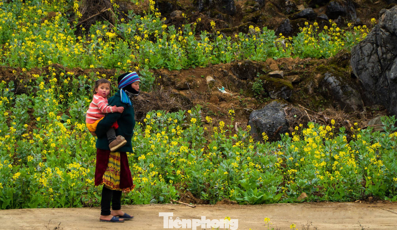Hoa cải nhuộm vàng núi đá Hà Giang ảnh 7