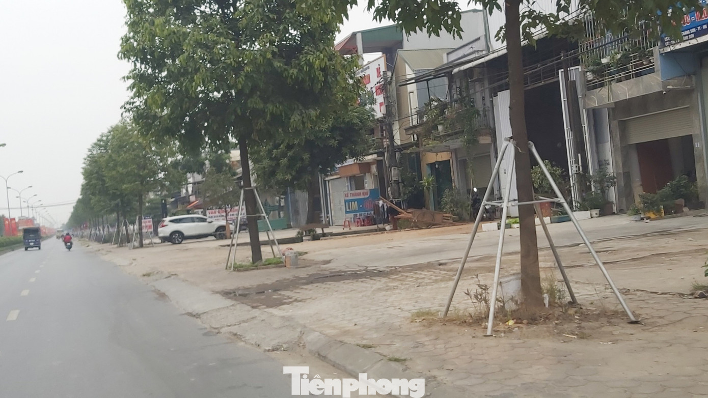 Vừa thay mới, hàng ngàn cọc chống cây xanh ngoại thành Hà Nội đã gãy đổ ảnh 1