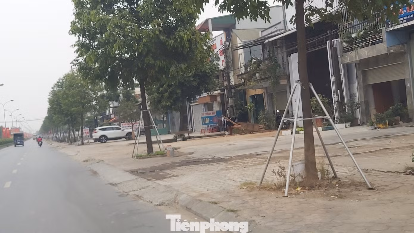 Vừa thay mới, hàng ngàn cọc chống cây xanh ngoại thành Hà Nội đã gãy đổ ảnh 1