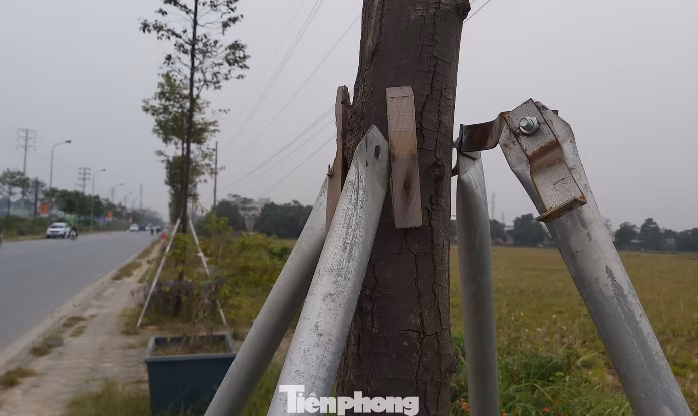 Vừa thay mới, hàng ngàn cọc chống cây xanh ngoại thành Hà Nội đã gãy đổ ảnh 5