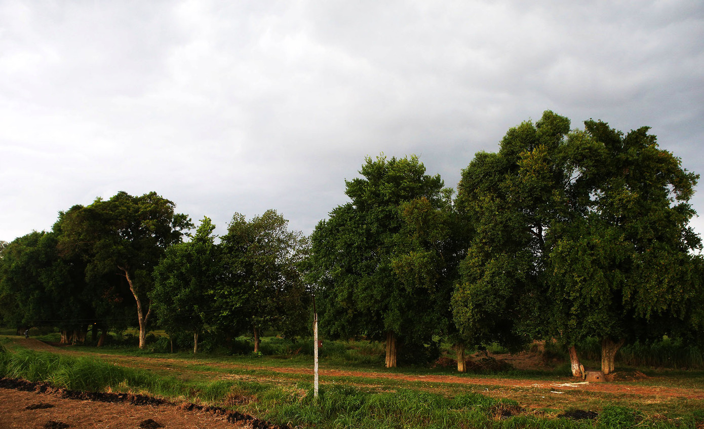 Ngắm rặng duối cổ hơn ngàn năm tuổi tương truyền để buộc voi, ngựa chiến của vua Ngô Quyền ảnh 9