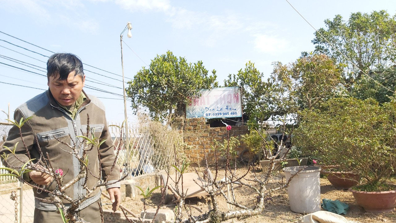 Đào cổ Nhật Tân đã được cho thuê hàng chục triệu đồng mỗi gốc ảnh 1