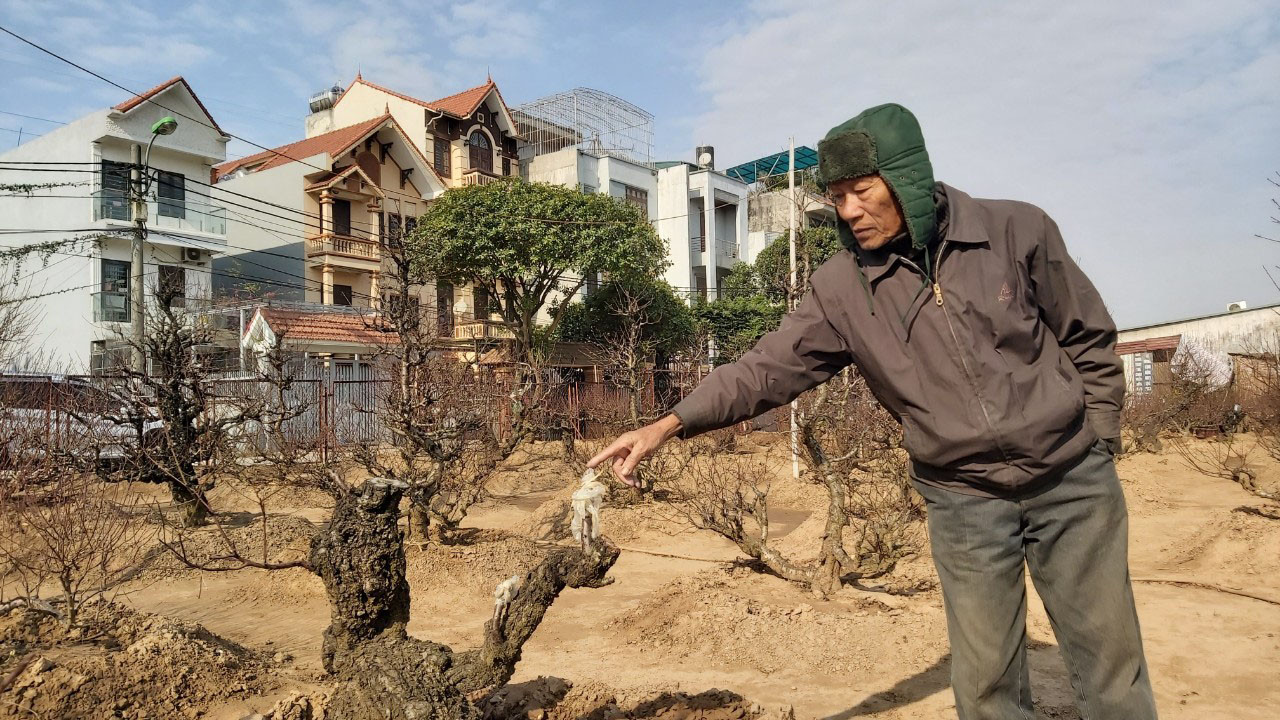 Đào cổ Nhật Tân đã được cho thuê hàng chục triệu đồng mỗi gốc ảnh 8