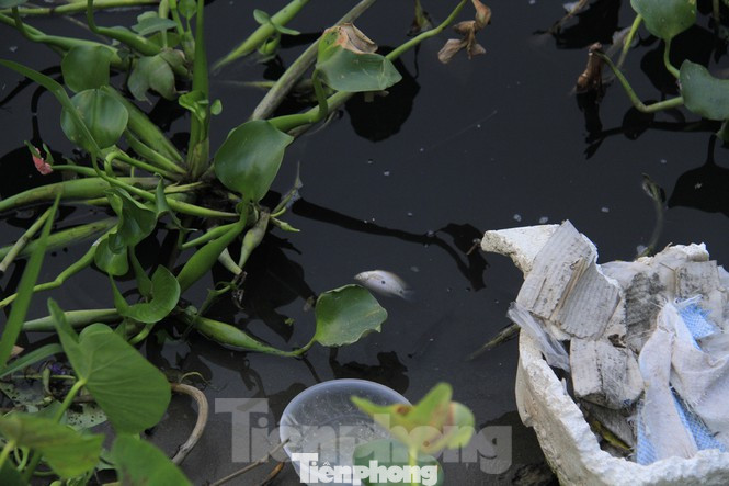 Ghê sợ dòng kênh đen sủi bọt đổ ra sông lớn ở Bắc Ninh ảnh 4