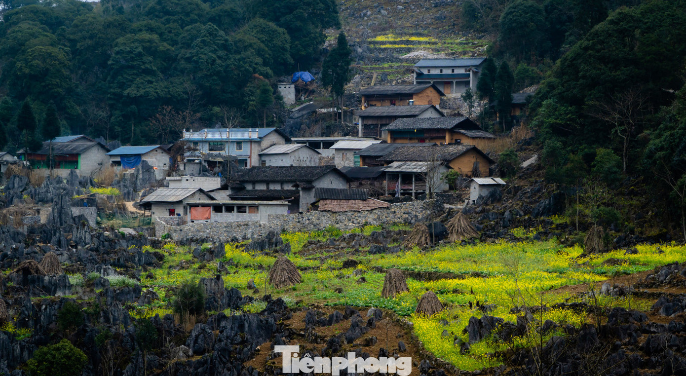 Hoa cải nhuộm vàng núi đá Hà Giang ảnh 6