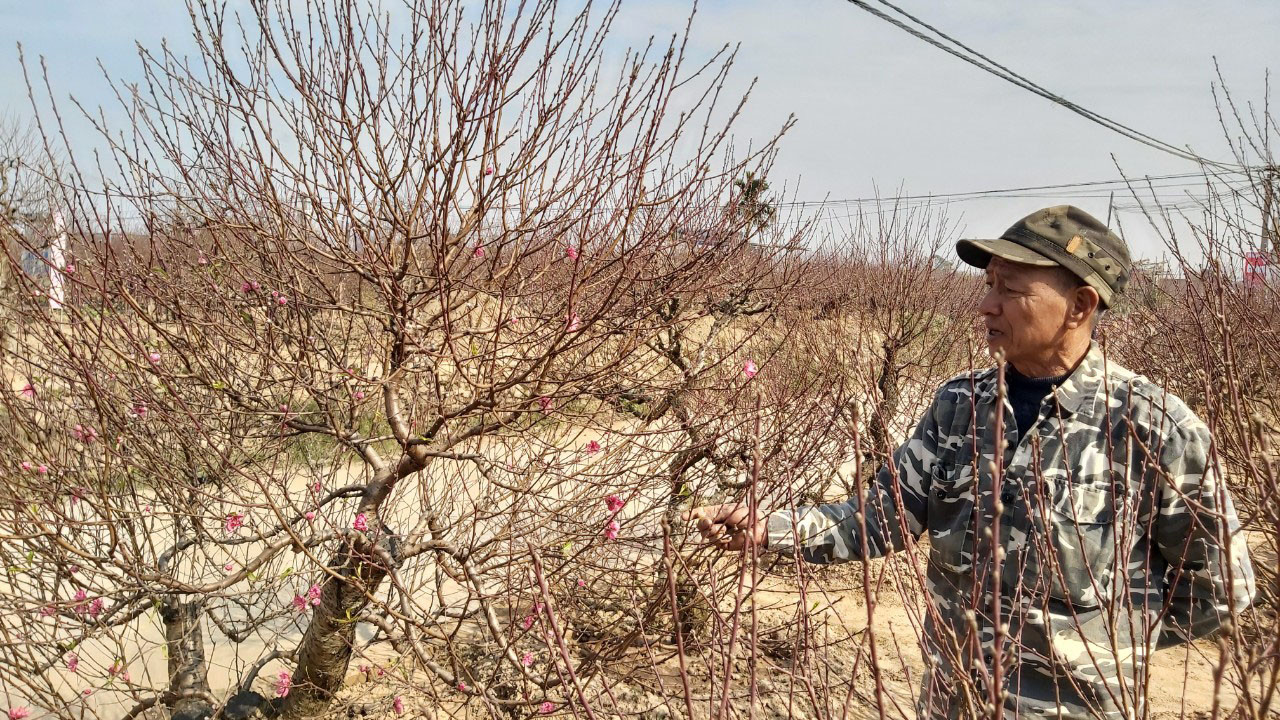 Đào cổ Nhật Tân đã được cho thuê hàng chục triệu đồng mỗi gốc ảnh 10