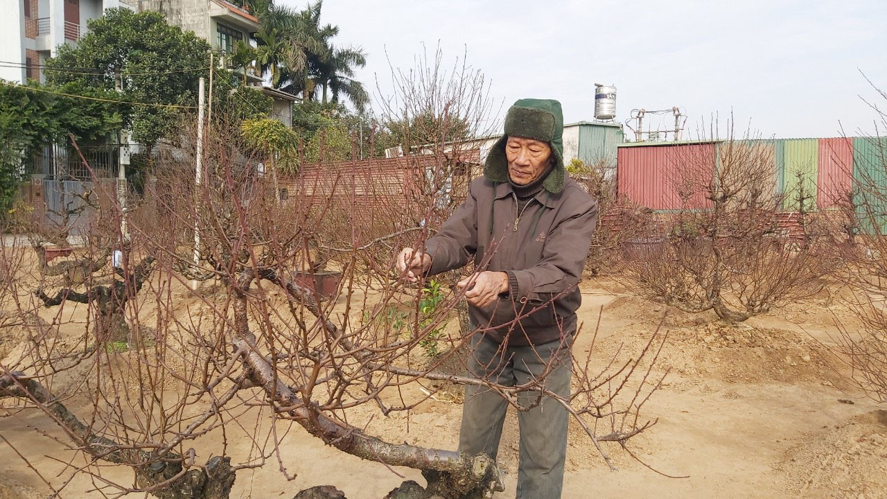 Đào cổ Nhật Tân đã được cho thuê hàng chục triệu đồng mỗi gốc ảnh 5