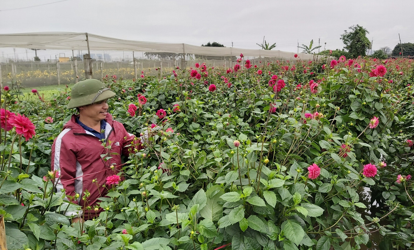Giữa dịch Covid, làng hoa, cửa hàng hoa heo hắt trước ngày 8/3 ảnh 3