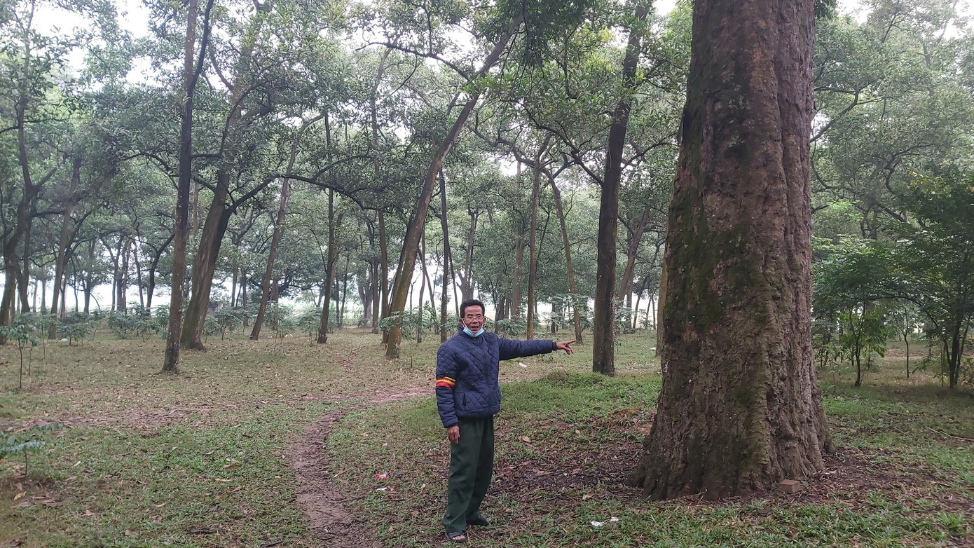 Khám phá rừng lim độc đáo, hơn nghìn năm tuổi tại Hà Nội ảnh 3