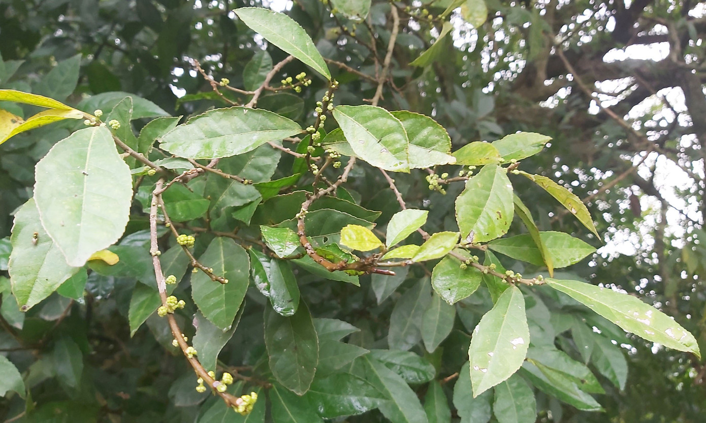 Ngắm rặng duối cổ hơn ngàn năm tuổi tương truyền để buộc voi, ngựa chiến của vua Ngô Quyền ảnh 5