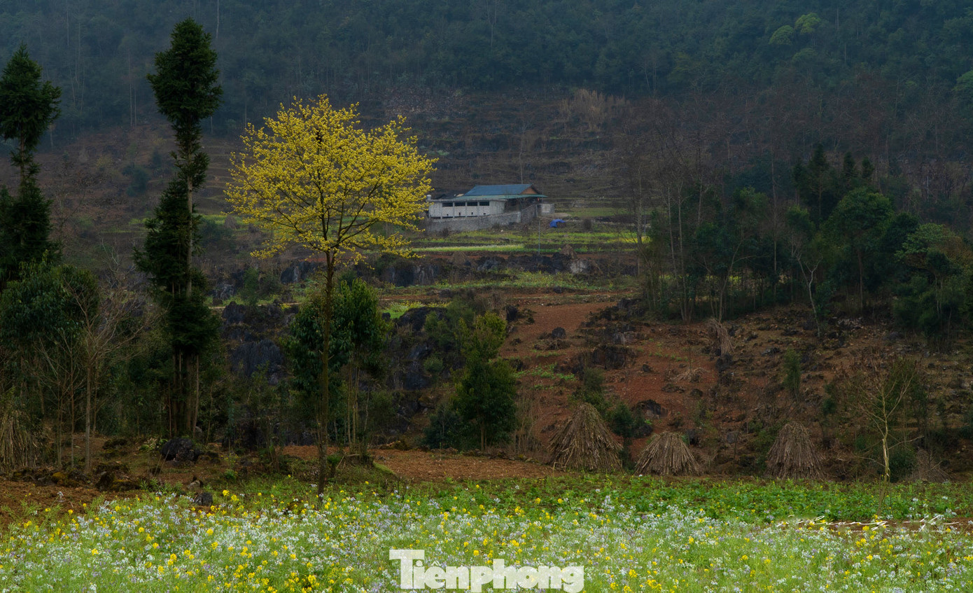 Hoa cải nhuộm vàng núi đá Hà Giang ảnh 5