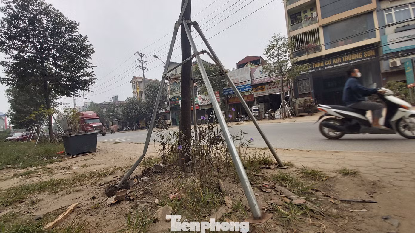 Vừa thay mới, hàng ngàn cọc chống cây xanh ngoại thành Hà Nội đã gãy đổ ảnh 2