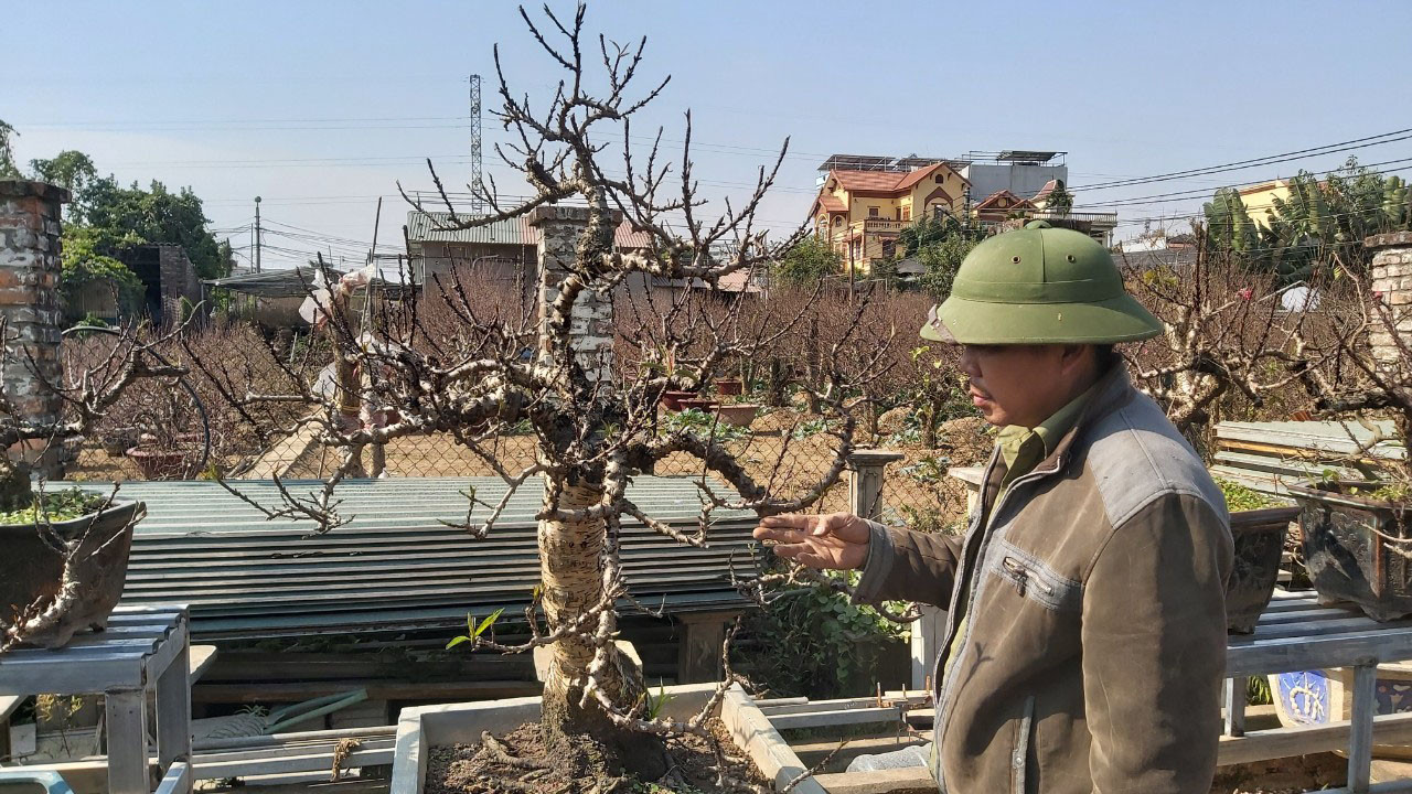 Đào cổ Nhật Tân đã được cho thuê hàng chục triệu đồng mỗi gốc ảnh 2