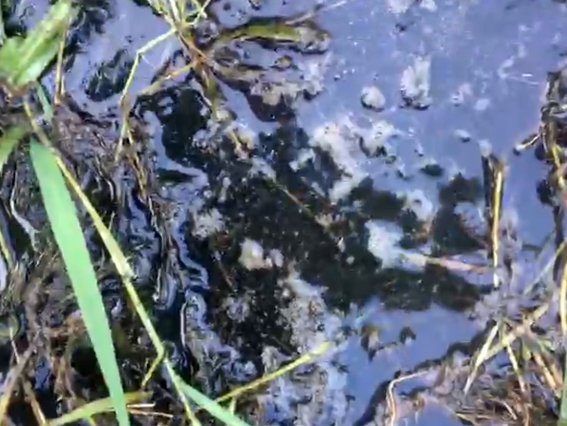 Chuồng lợn 'bức tử' khu dân cư, càng kiện càng nuôi nhiều ảnh 6