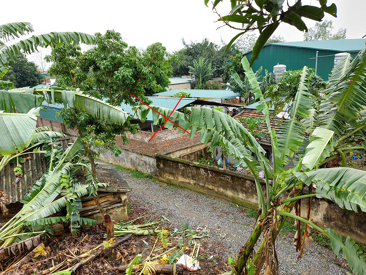 Chuồng lợn 'bức tử' khu dân cư, càng kiện càng nuôi nhiều ảnh 2