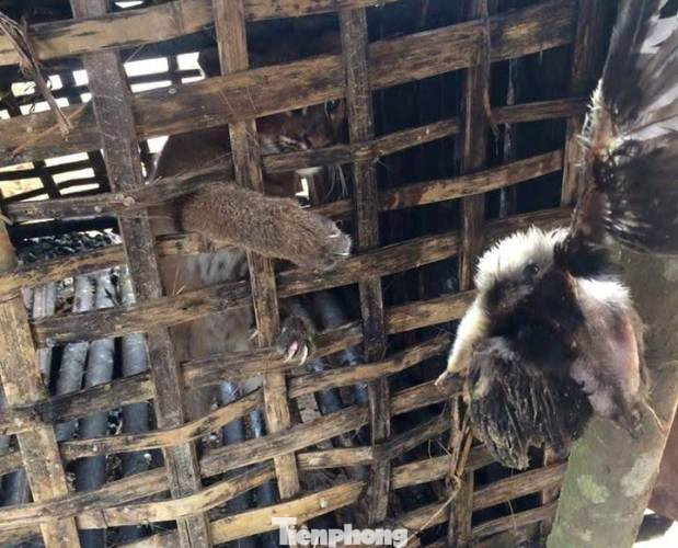 ENV cảnh báo nguy cơ nhiễm COVID-19 khi ăn thịt động vật hoang dã ảnh 1