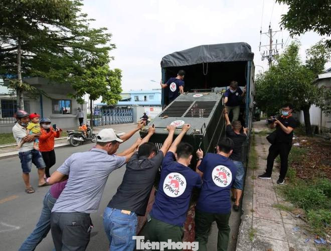 Giải cứu 7 cá thể gấu có màu lông hiếm lạ nuôi nhốt gần 20 năm ở Bình Dương ảnh 5