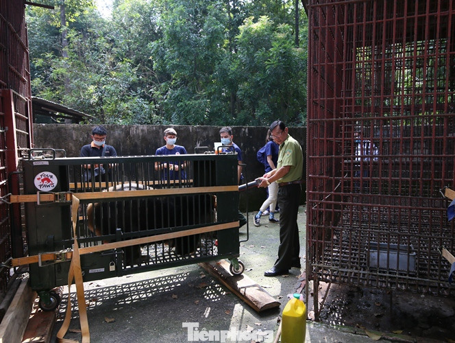 Giải cứu 7 cá thể gấu có màu lông hiếm lạ nuôi nhốt gần 20 năm ở Bình Dương ảnh 4