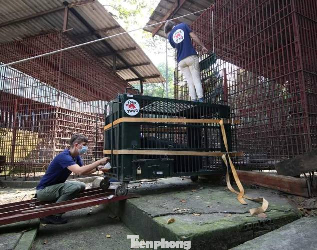 Giải cứu 7 cá thể gấu có màu lông hiếm lạ nuôi nhốt gần 20 năm ở Bình Dương ảnh 3