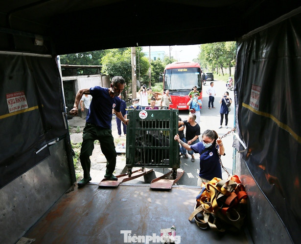 Giải cứu 7 cá thể gấu có màu lông hiếm lạ nuôi nhốt gần 20 năm ở Bình Dương ảnh 6