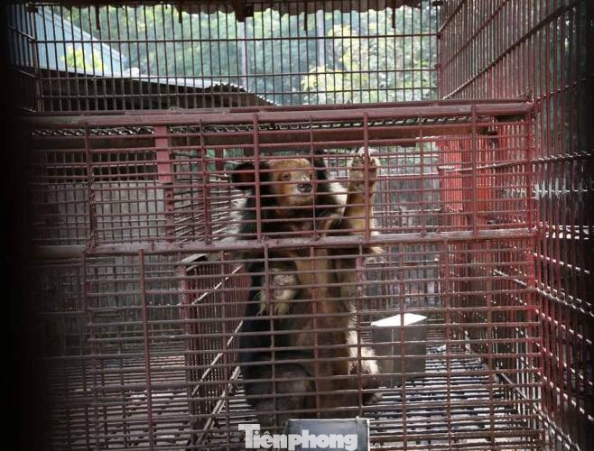 Giải cứu 7 cá thể gấu có màu lông hiếm lạ nuôi nhốt gần 20 năm ở Bình Dương ảnh 1