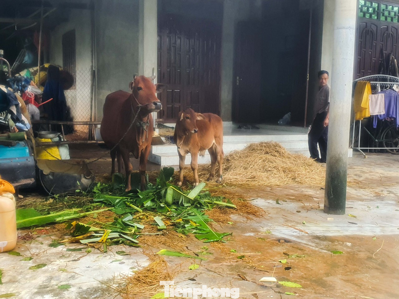 Người dân Quảng Trị mòn mỏi chờ lũ rút để được nấu cơm ảnh 19