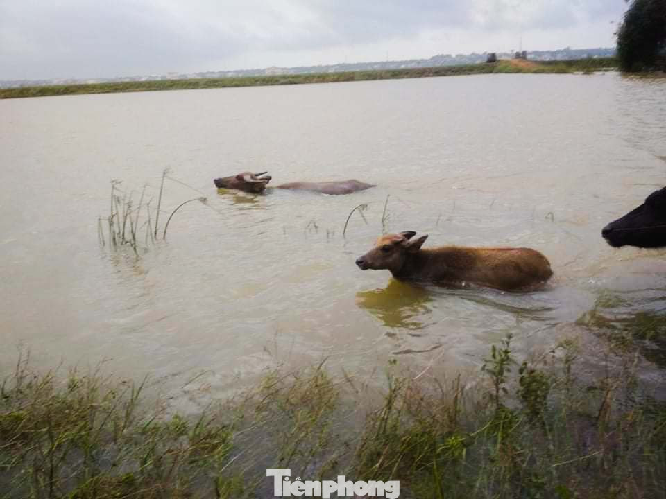 Người dân Quảng Trị mòn mỏi chờ lũ rút để được nấu cơm ảnh 21