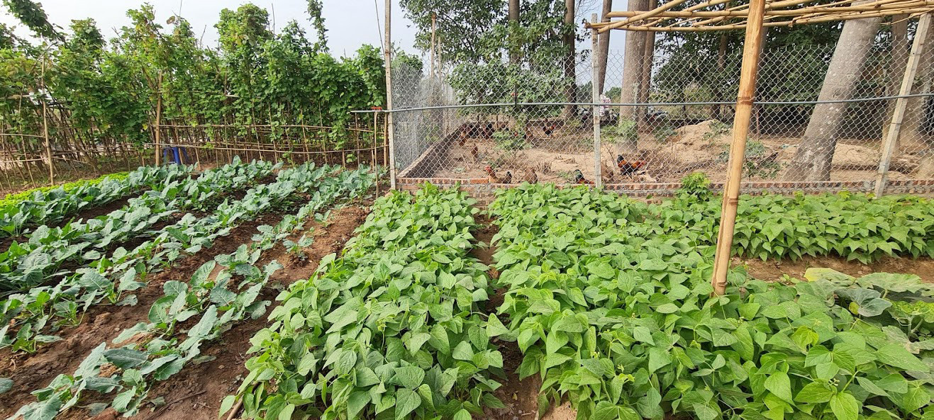 Biệt thự nuôi gà, trồng rau ngoại thành Hà Nội bất ngờ được thổi giá 'dựng ngược' ảnh 8